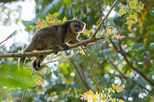 Bear Cuscus © Charlie Ryan