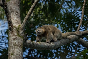 Bear Cuscus © Charlie Ryan