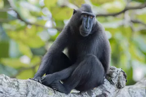 Black-crested Macaque © Charlie Ryan