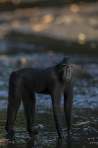Black-crested Macaque © Charlie Ryan