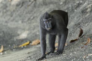 Black-crested Macaque © Charlie Ryan