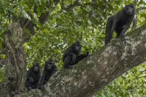 Black-crested Macaque © Charlie Ryan