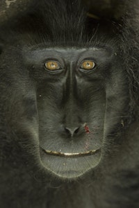 Black-crested Macaque © Charlie Ryan