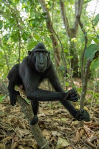 Black-crested Macaque © Charlie Ryan