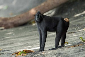 Black-crested Macaque © Charlie Ryan