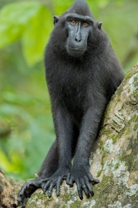 Black-crested Macaque © Charlie Ryan
