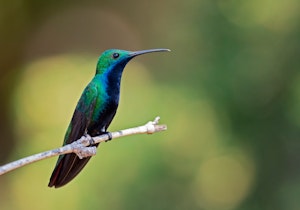 Black-throated Mango Hummingbird© JJ Arango