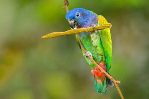 © Christopher Calonje