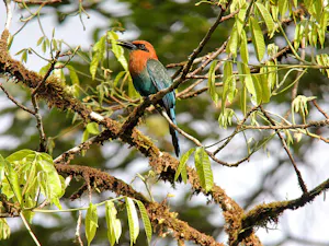 © Christopher Calonje