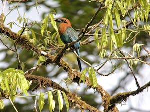 Broad-Billed Motmot © Christopher Calonje