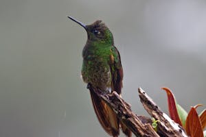 © Christopher Calonje