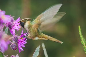 © Christopher Calonje