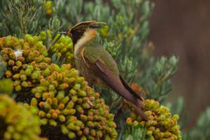 Buffy Helmetcrest © Christopher Calonje