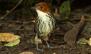 Chestnut-Crowned Antpitta © Christopher Calonje