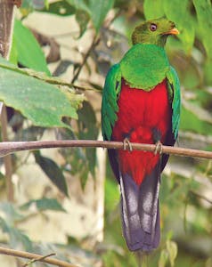 © Christopher Calonje