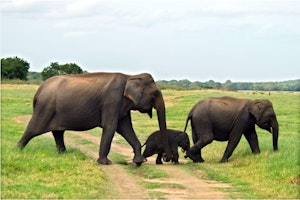 Elephants © Amit Sankhala