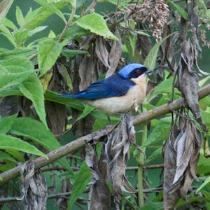 © Christopher Calonje