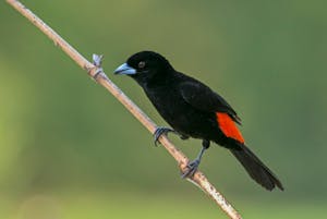 Flame-rumped Tanager© JJ Arango