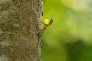 Flying Dragon © Charlie-Ryan