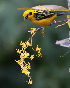 Golden Tanager © Christopher Calonje