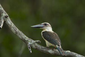 Great-billed Kingfisher © Charlie Ryan