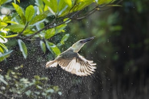 Great-billed kingfisher © Charlie Ryan