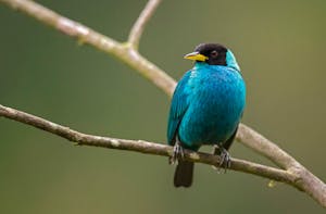 Green Honeycreeper© JJ Arango