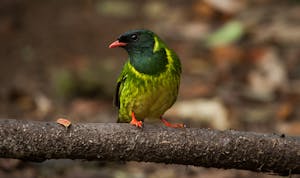 © Christopher Calonje