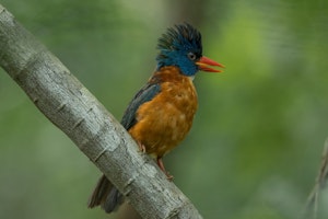 Green backed Kingfisher © Charlie Ryan
