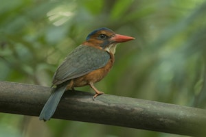 Green backed Kingfisher © Charlie Ryan