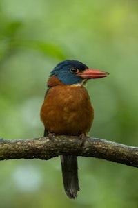 Green-backed kingfisher © Charlie Ryan