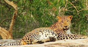 Jaguar © Amit Sankhala