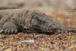 Komodo Dragon © Charlie-Ryan