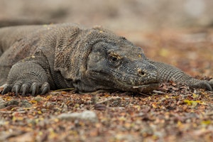 Komodo Dragon © Charlie-Ryan