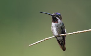 Long-billed Starthroat Hummingbird © JJ Arango