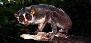 Slender Loris© Amit Sankhala