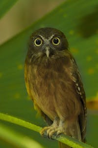 Ochre-bellied Boobook © Charlie Ryan