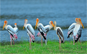Painted Storks © Amit Sankhala