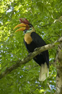 Red-Knobbed Hornbill © Charlie Ryan