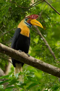Red-Knobbed Hornbill © Charlie Ryan