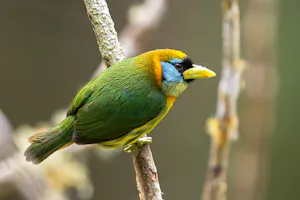 © Christopher Calonje