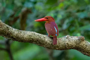 Ruddy Kingfisher © Charlie Ryan