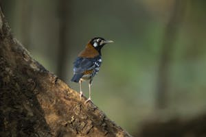 Rusty-backed Thrush © Charlie Ryan