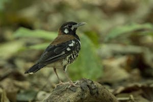 Rusty-backed Thrush © Charlie Ryan