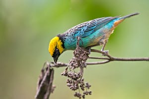 © Christopher Calonje