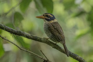 Scaly-breasted kingfisher© Charlie Ryan