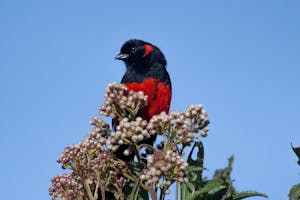 © Christopher Calonje