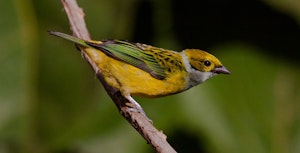 Silver-Throated Tanager © Christopher Calonje