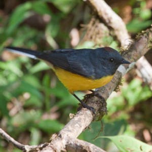 © Christopher Calonje