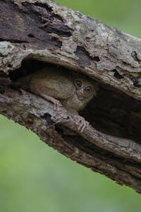 Spectral Tarsier © Charlie Ryan